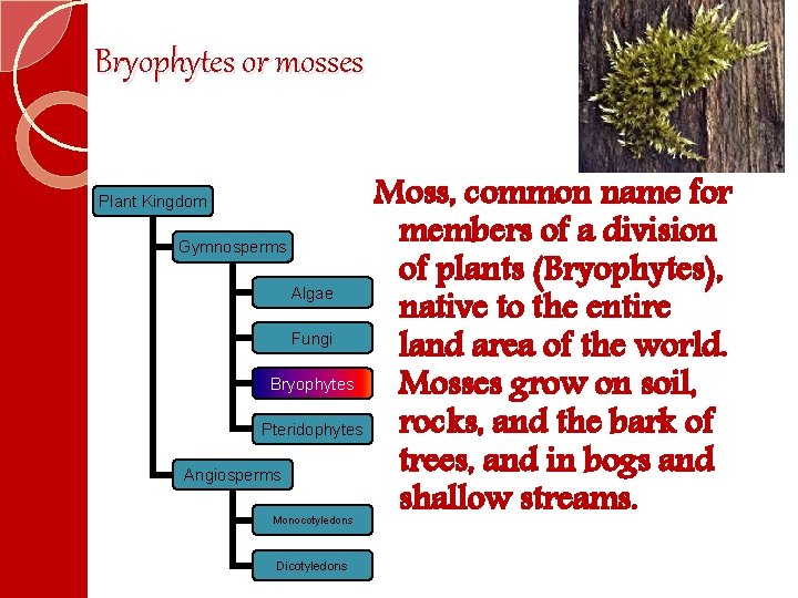 Bryophytes or mosses Plant Kingdom Gymnosperms Algae Fungi Bryophytes Pteridophytes Angiosperms Monocotyledons Dicotyledons Moss,