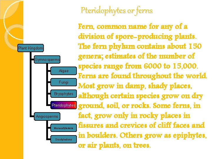 Pteridophytes or ferns Plant Kingdom Gymnosperms Algae Fungi Bryophytes Pteridophytes Angiosperms Monocotyledons Dicotyledons Fern,