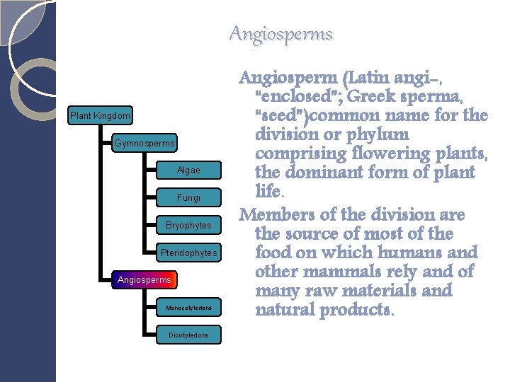 Angiosperms Plant Kingdom Gymnosperms Algae Fungi Bryophytes Pteridophytes Angiosperms Monocotyledons Dicotyledons Angiosperm (Latin angi-,