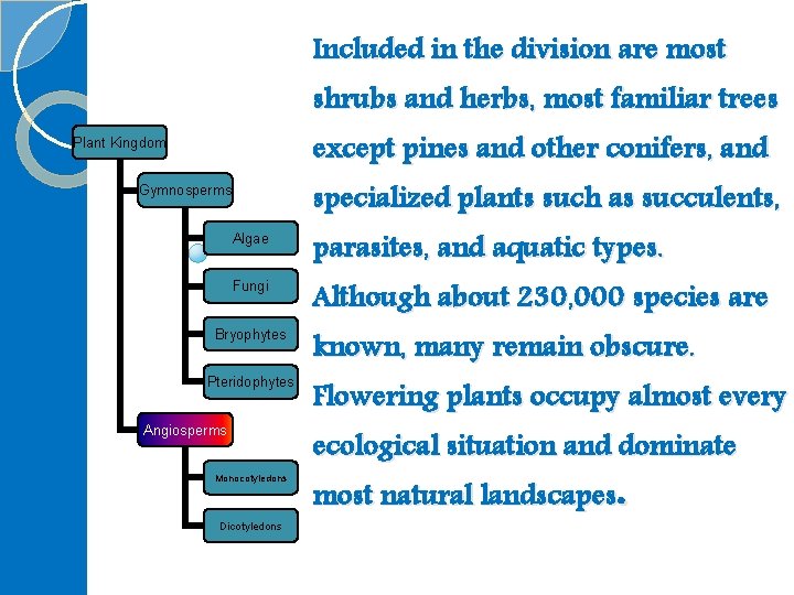 Included in the division are most shrubs and herbs, most familiar trees except pines