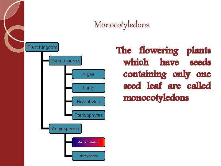 Monocotyledons Plant Kingdom Gymnosperms Algae Fungi Bryophytes Pteridophytes Angiosperms Monocotyledons Dicotyledons The flowering plants