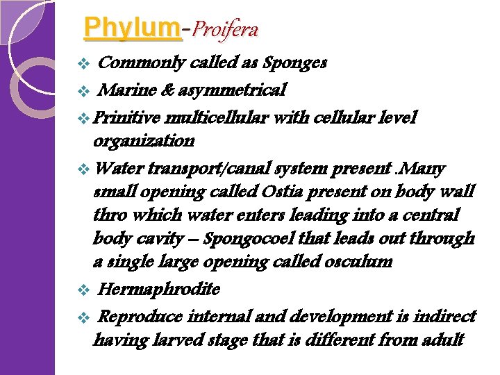 Phylum-Proifera Commonly called as Sponges v Marine & asymmetrical v Prinitive multicellular with cellular