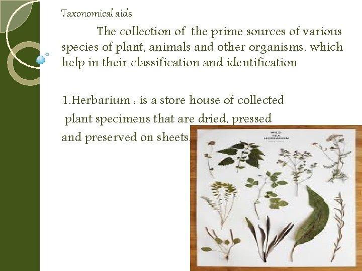 Taxonomical aids The collection of the prime sources of various species of plant, animals