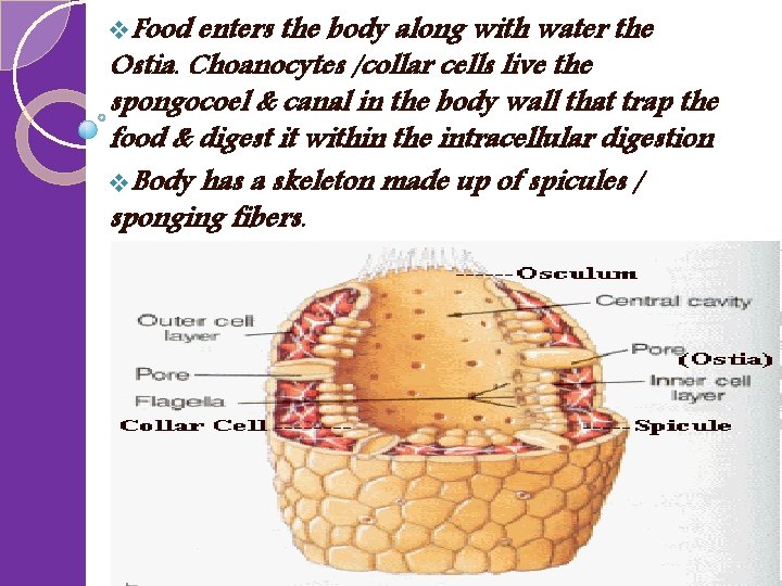 v. Food enters the body along with water the Ostia. Choanocytes /collar cells live