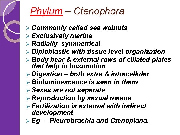 Phylum – Ctenophora Ø Commonly called sea walnuts Ø Exclusively marine Ø Radially symmetrical