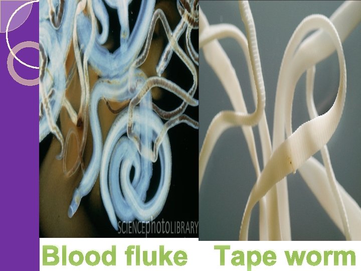 Blood fluke Tape worm 