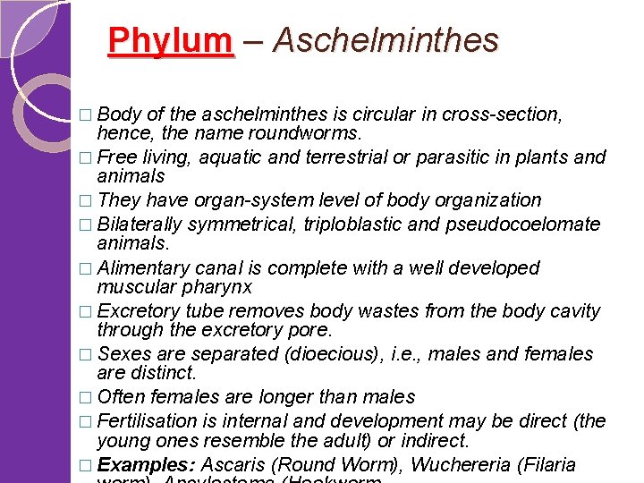 Phylum – Aschelminthes � Body of the aschelminthes is circular in cross-section, hence, the