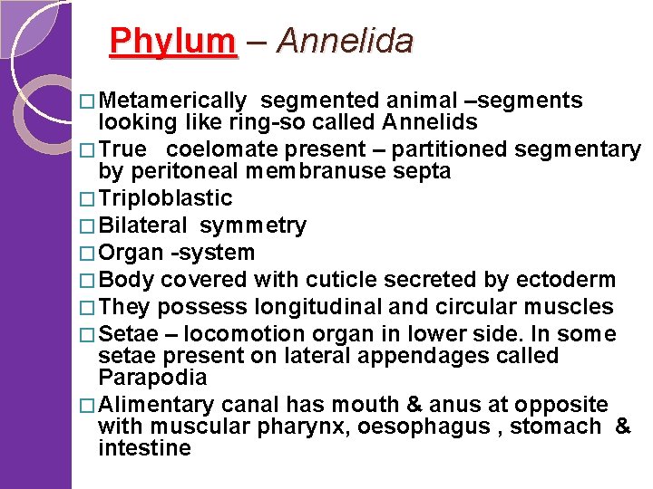 Phylum – Annelida � Metamerically segmented animal –segments looking like ring-so called Annelids �