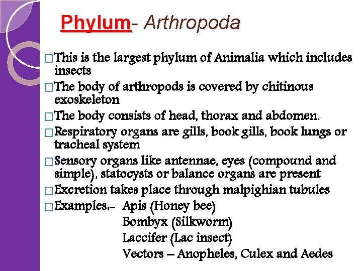 Phylum- Arthropoda �This is the largest phylum of Animalia which includes insects �The body
