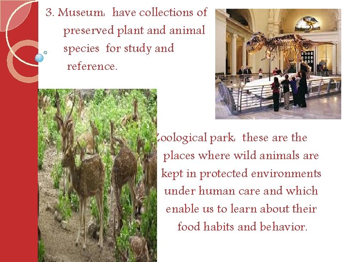 3. Museum: have collections of preserved plant and animal species for study and reference.