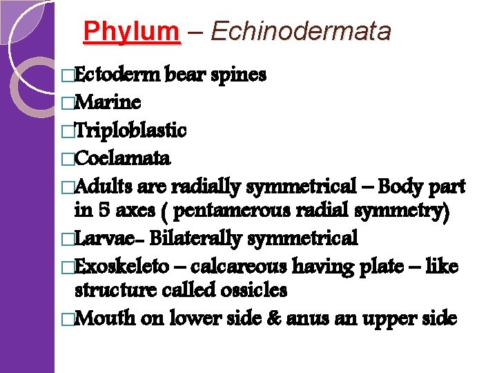 Phylum – Echinodermata �Ectoderm �Marine bear spines �Triploblastic �Coelamata �Adults are radially symmetrical –