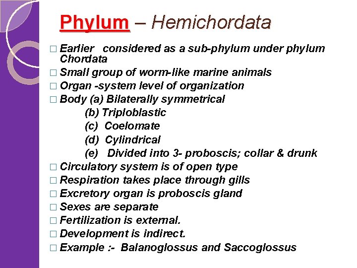 Phylum – Hemichordata � Earlier considered as a sub-phylum under phylum Chordata � Small