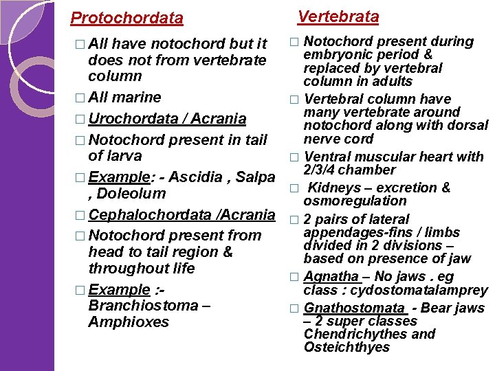 Protochordata Vertebrata Notochord present during embryonic period & does not from vertebrate replaced by