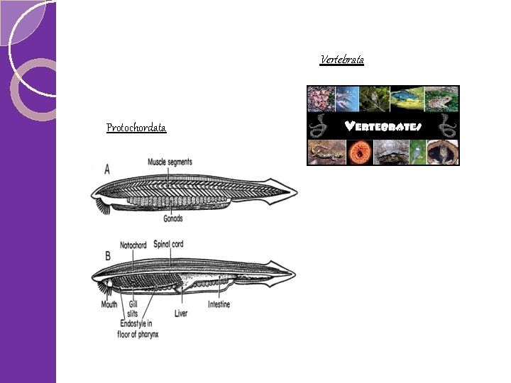 Vertebrata Protochordata 