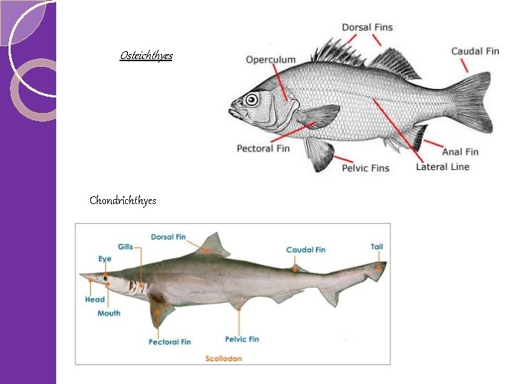 Osteichthyes Chondrichthyes 