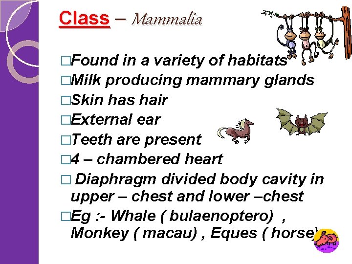 Class – Mammalia �Found in a variety of habitats �Milk producing mammary glands �Skin