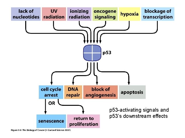 p 53 -activating signals and p 53’s downstream effects 