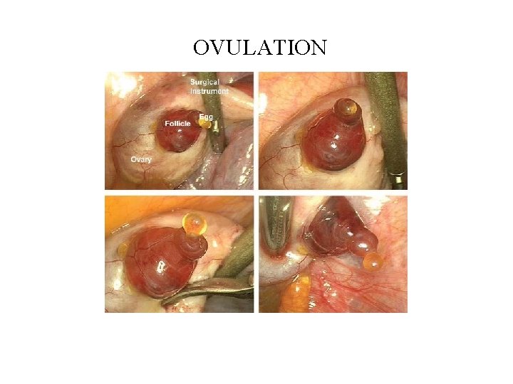 OVULATION 