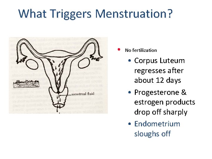 What Triggers Menstruation? • No fertilization • Corpus Luteum regresses after about 12 days