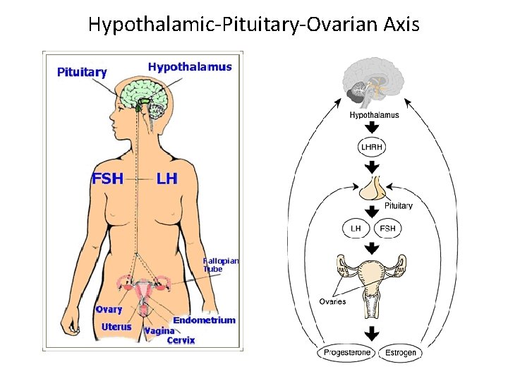 Hypothalamic-Pituitary-Ovarian Axis 