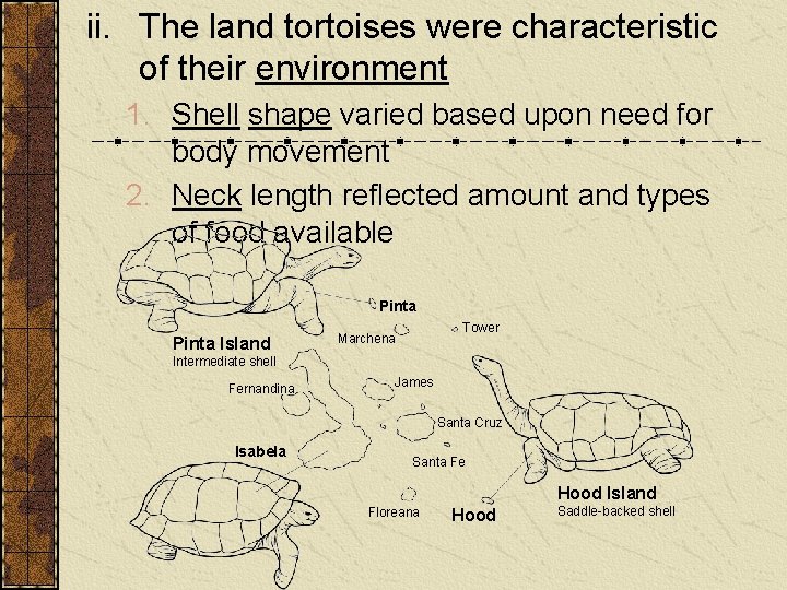 ii. The land tortoises were characteristic of their environment 1. Shell shape varied based ii. The land tortoises were characteristic of their environment 1. Shell shape varied based