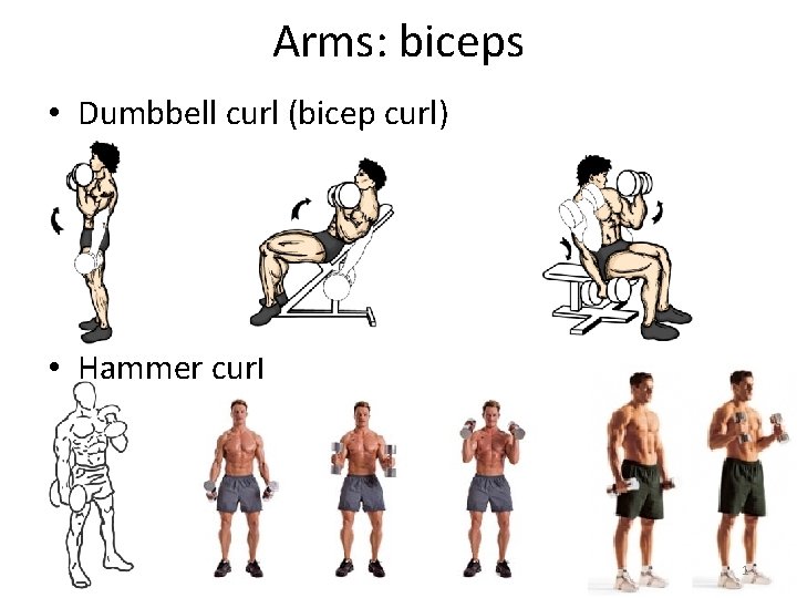 Arms: biceps • Dumbbell curl (bicep curl) • Hammer curl 1 