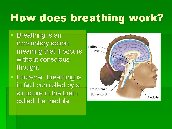 How does breathing work? § Breathing is an involuntary action meaning that it occurs