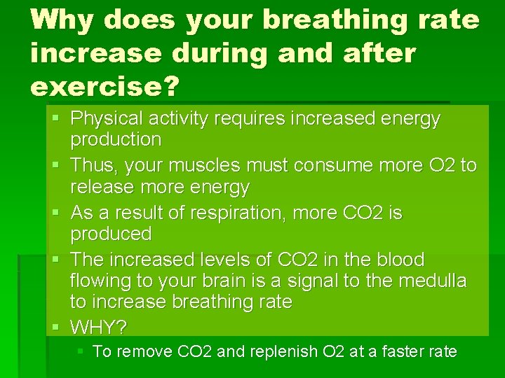 Why does your breathing rate increase during and after exercise? § Physical activity requires