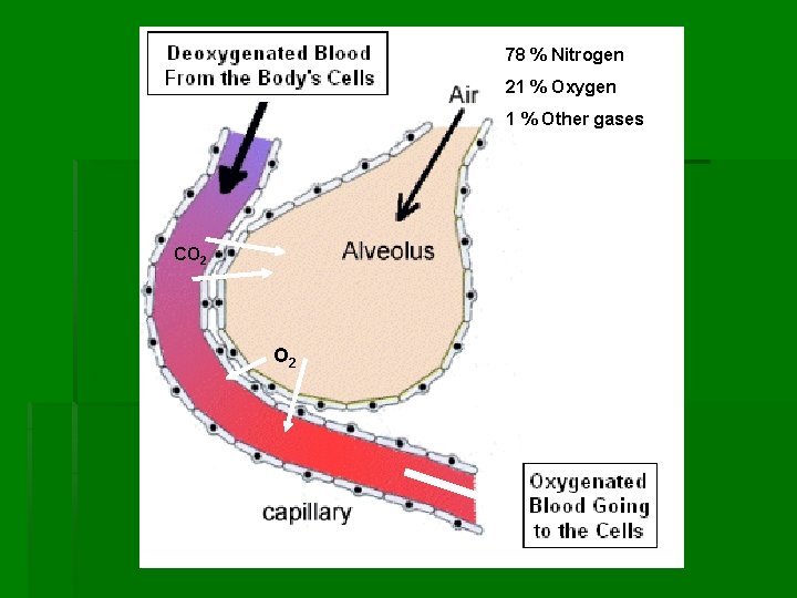 78 % Nitrogen 21 % Oxygen 1 % Other gases CO 2 