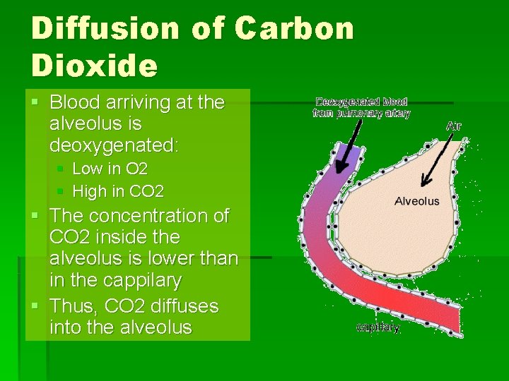 Diffusion of Carbon Dioxide § Blood arriving at the alveolus is deoxygenated: § Low