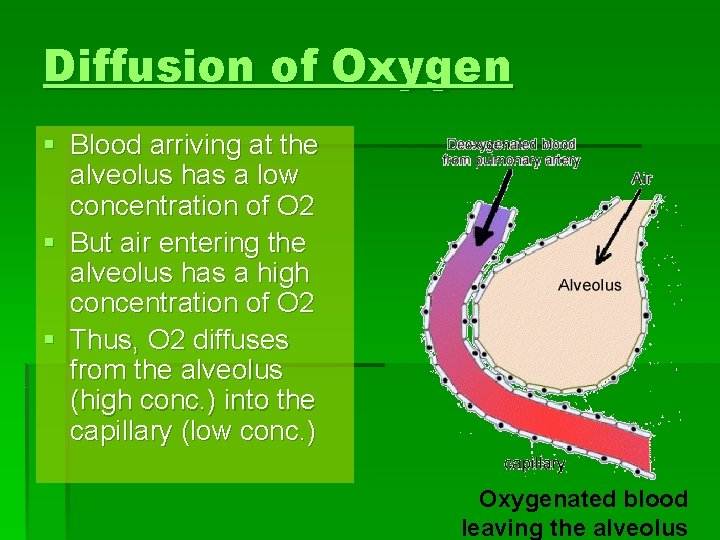 Diffusion of Oxygen § Blood arriving at the alveolus has a low concentration of