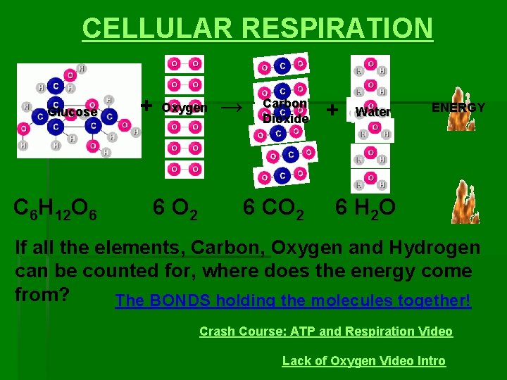 CELLULAR RESPIRATION Glucose C 6 H 12 O 6 + Oxygen 6 O 2