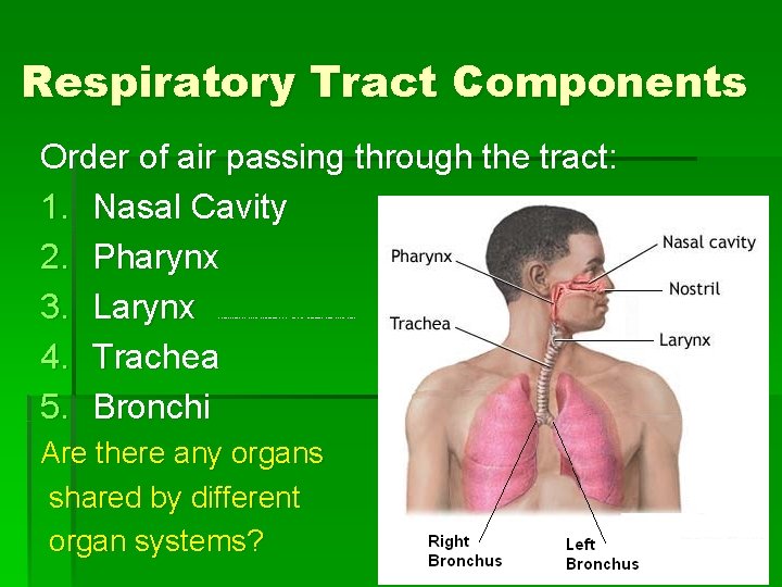 Respiratory Tract Components Order of air passing through the tract: 1. Nasal Cavity 2.