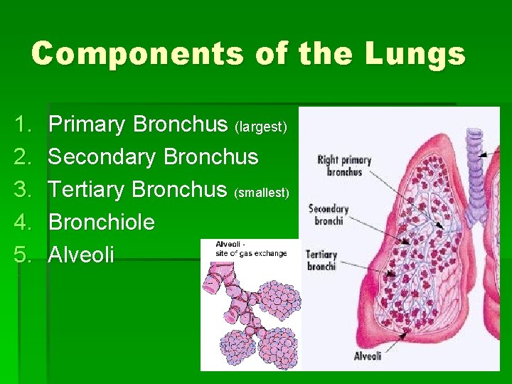 Components of the Lungs 1. 2. 3. 4. 5. Primary Bronchus (largest) Secondary Bronchus