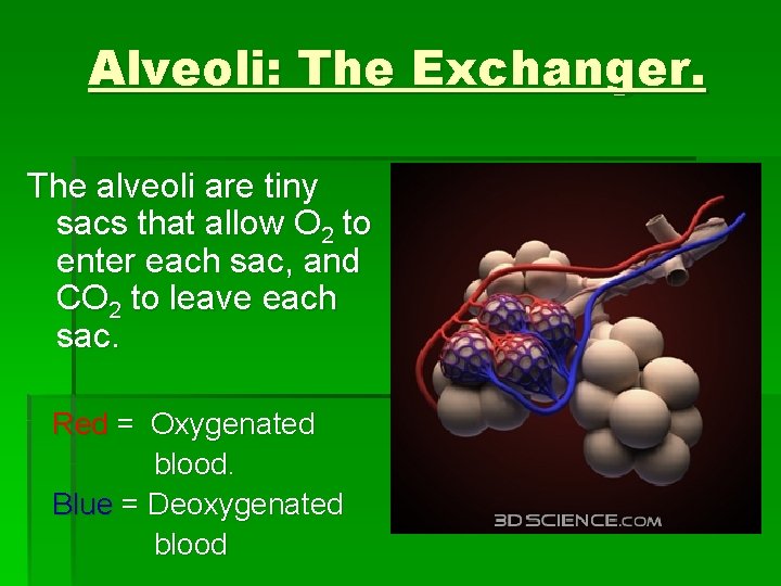 Alveoli: The Exchanger. The alveoli are tiny sacs that allow O 2 to enter