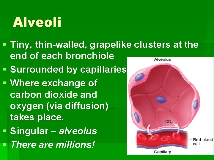 Alveoli § Tiny, thin-walled, grapelike clusters at the end of each bronchiole § Surrounded