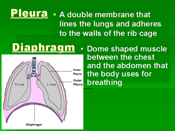 Pleura § A double membrane that lines the lungs and adheres to the walls