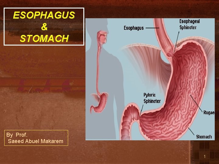 ESOPHAGUS & STOMACH By Prof. Saeed Abuel Makarem 1 