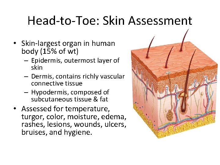 Head-to-Toe: Skin Assessment • Skin-largest organ in human body (15% of wt) – Epidermis,