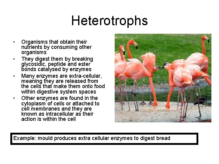 Heterotrophs • • Organisms that obtain their nutrients by consuming other organisms They digest
