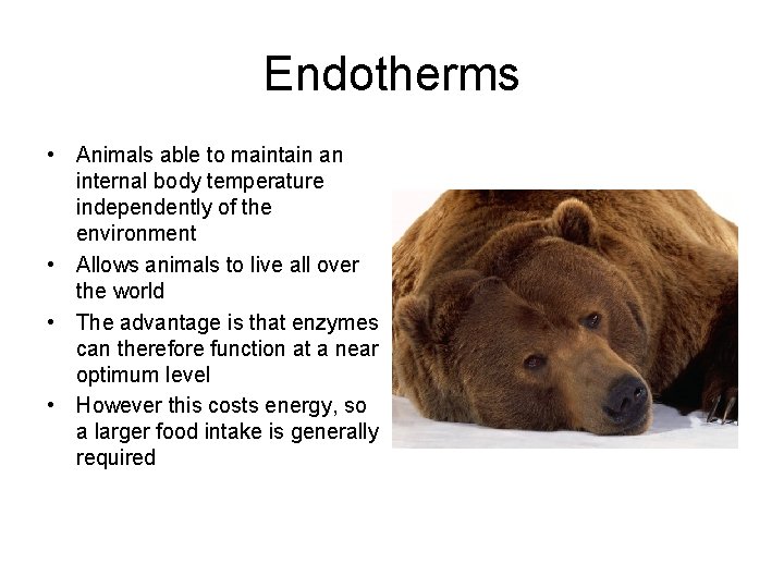 Endotherms • Animals able to maintain an internal body temperature independently of the environment