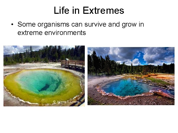 Life in Extremes • Some organisms can survive and grow in extreme environments 
