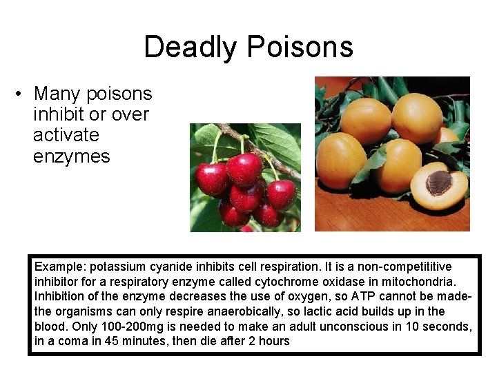 Deadly Poisons • Many poisons inhibit or over activate enzymes Example: potassium cyanide inhibits