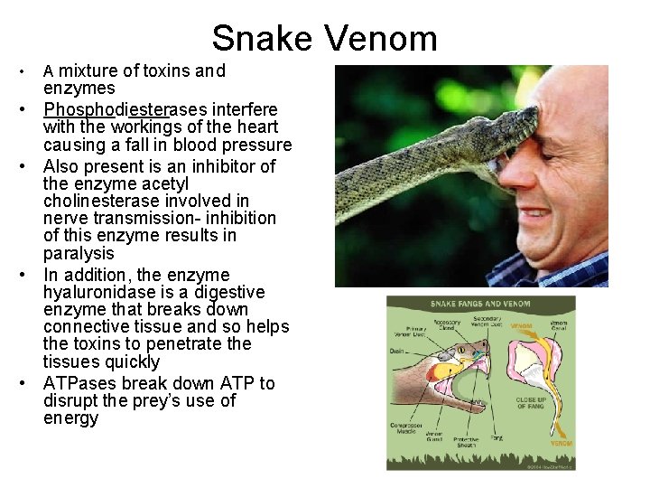 Snake Venom • • • A mixture of toxins and enzymes Phosphodiesterases interfere with