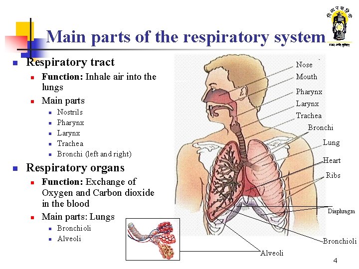 Respiratory System 1 What Are We Going To