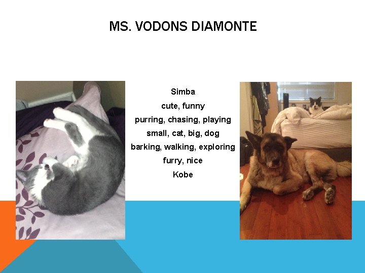 MS. VODONS DIAMONTE Simba cute, funny purring, chasing, playing small, cat, big, dog barking,