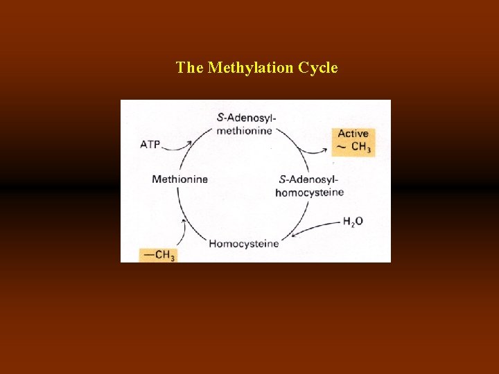 The Methylation Cycle 