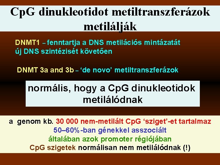 Cp. G dinukleotidot metiltranszferázok metilálják DNMT 1 – fenntartja a DNS metilációs mintázatát új