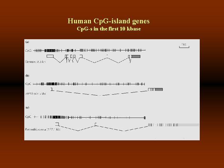 Human Cp. G-island genes Cp. G-s in the first 10 kbase 