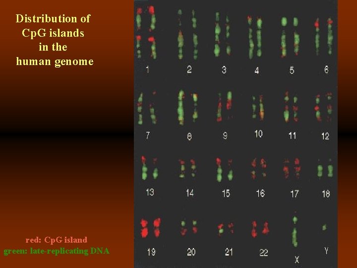 Distribution of Cp. G islands in the human genome red: Cp. G island green: